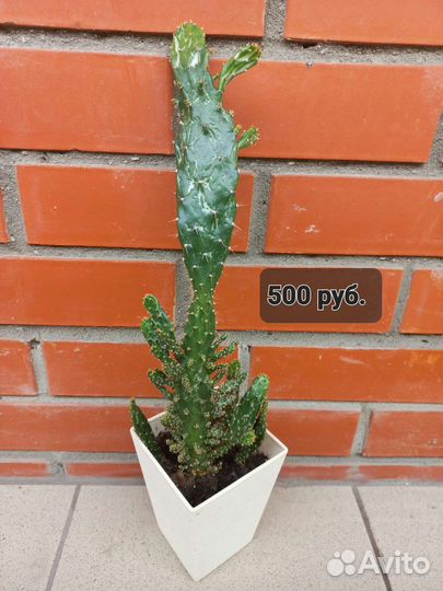 Кактусы и суккуленты