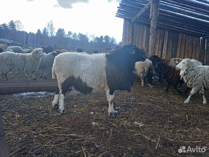 Баран дорпер