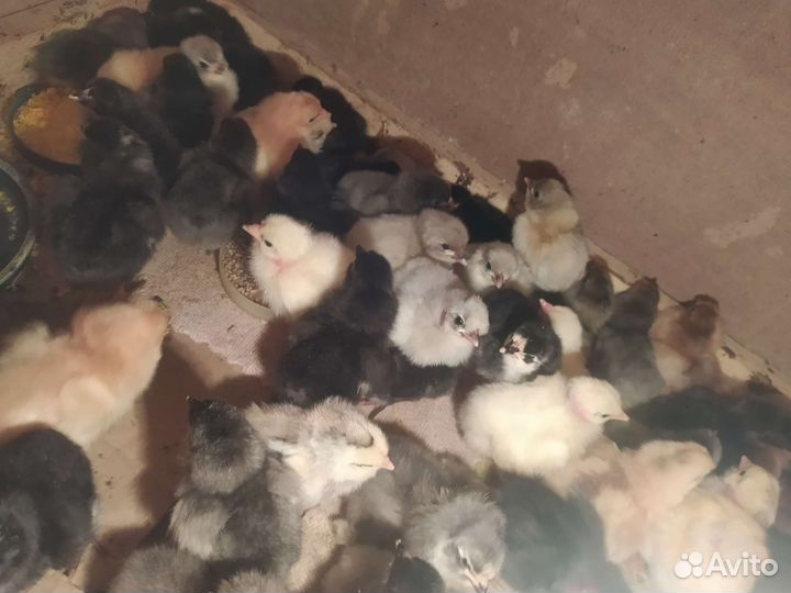 Цыплята домашние