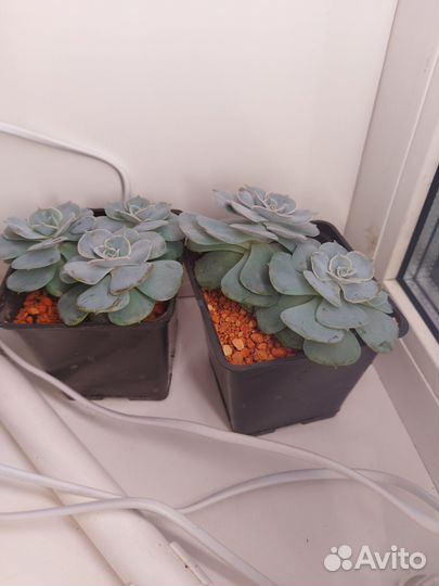 Анакаперс Санрайз/Эхиверия