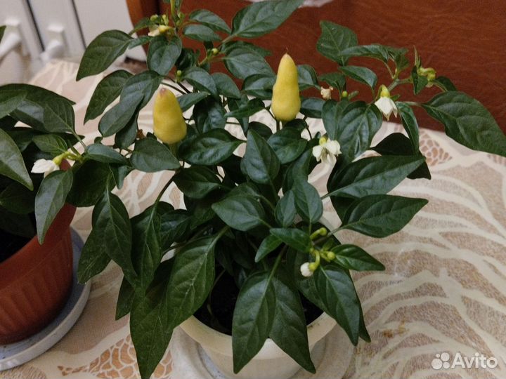 Перчик сальса многолетнее