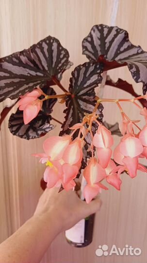 Комнатные домашние растения