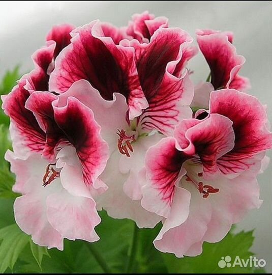 Пеларгрния к 8 марта с доставкой