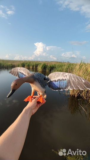 Утка махокрыл для охоты