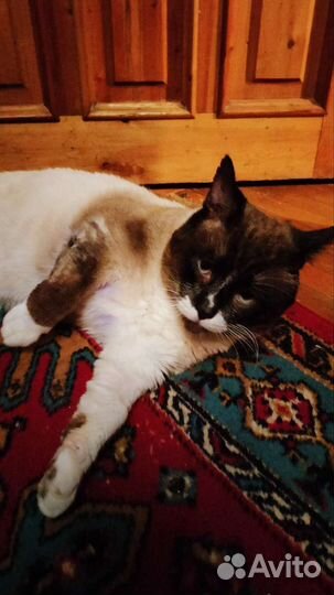 Котя ищет семью