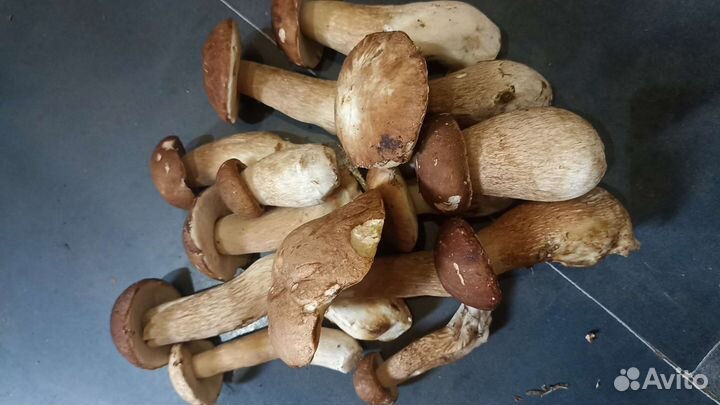 Белые грибы свежие