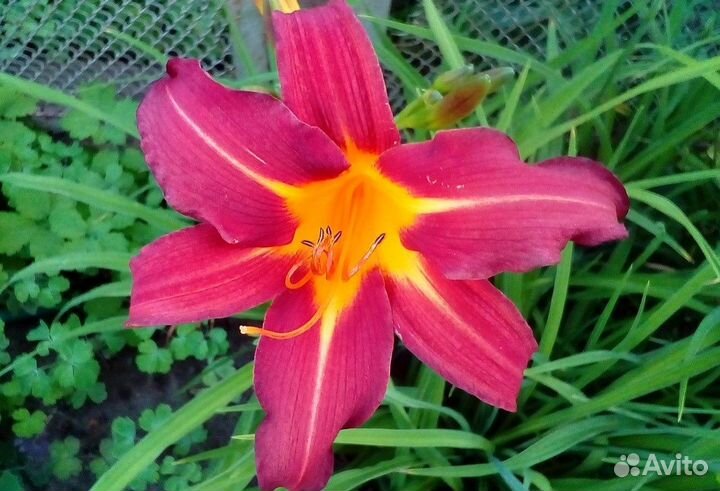 Лилейники от 70р