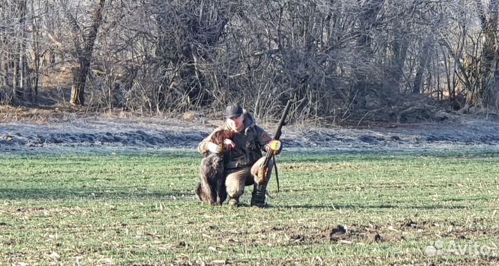 Дратхаар, кобель, вязка