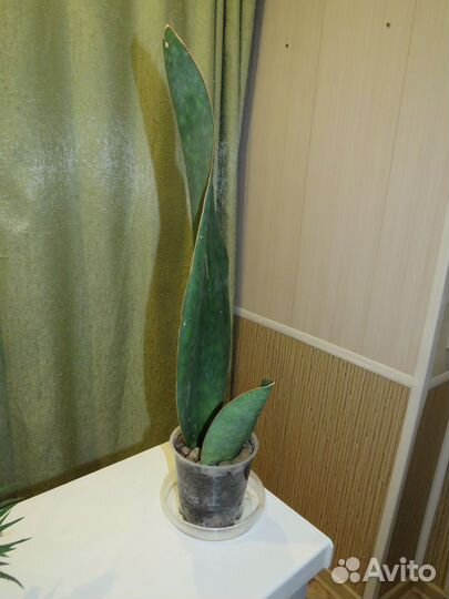Сансевиерия Виктория/Конго и Биг лиф