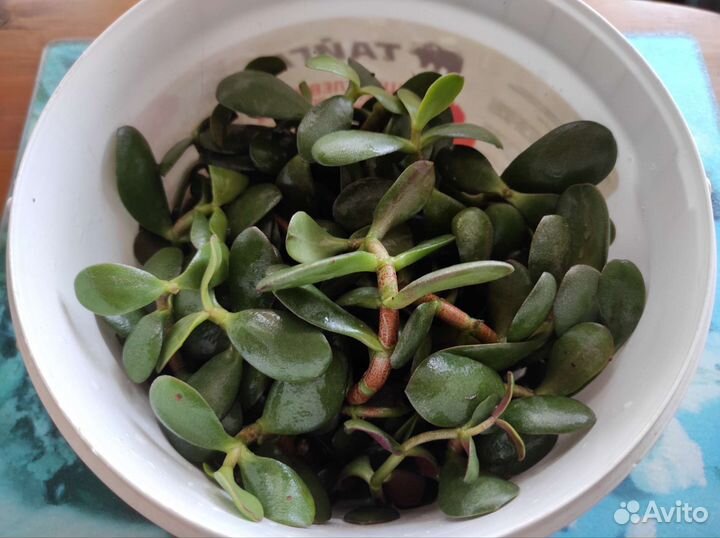 Обрезки от толстянки