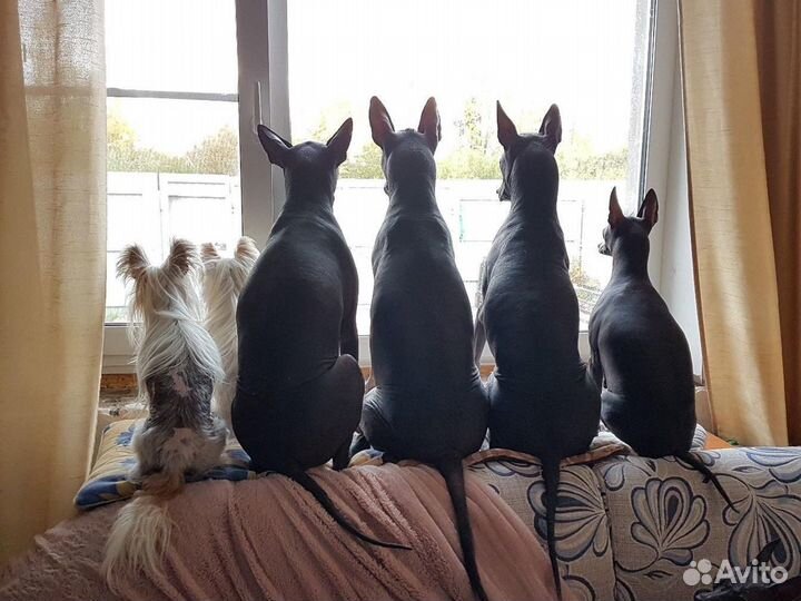 Передержка собак