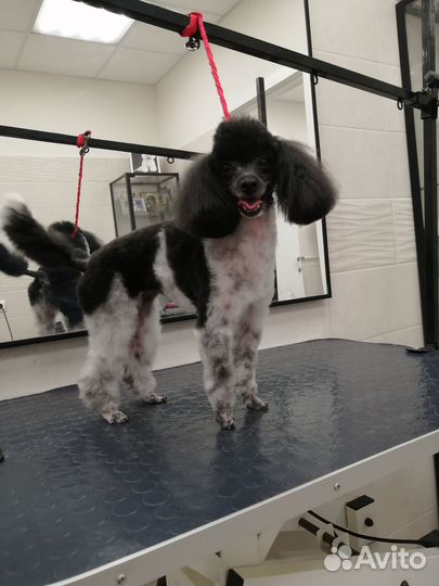 Стрижка собак. Груминг собак