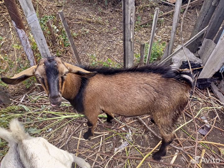 Нубийский козел