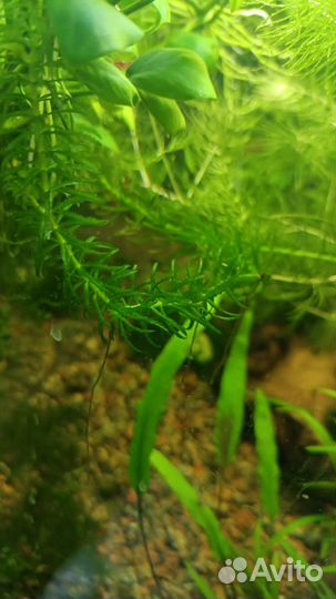 Аквариумные растения отдам за фрукты