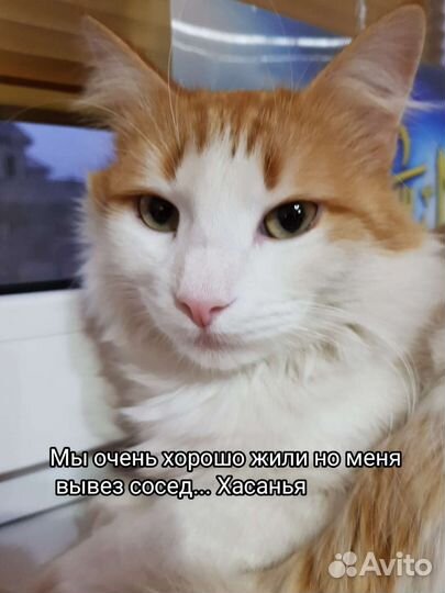 Кошка в дар