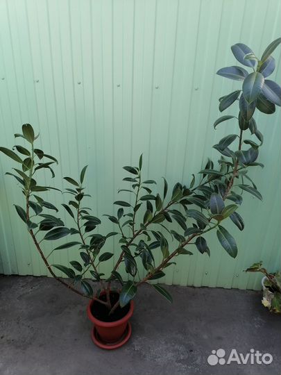 Цветок фикус