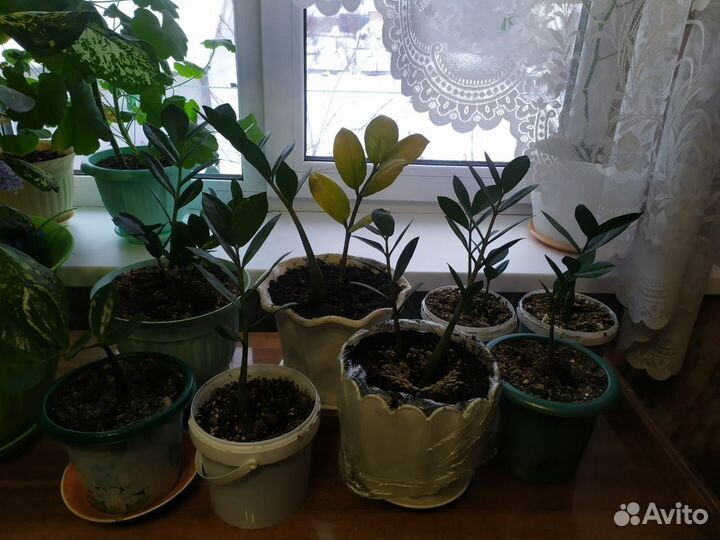 Замиокулькас