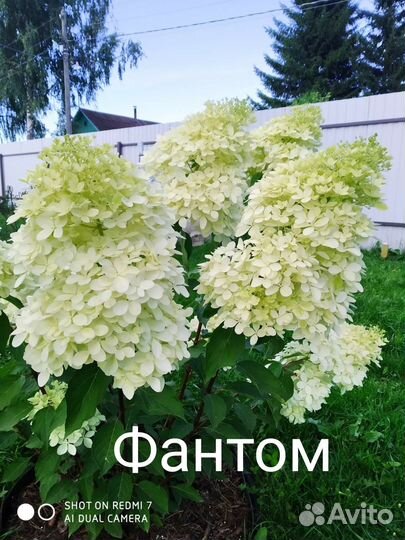 Гортензии метельчатые
