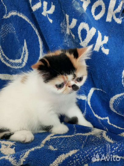 Супер экзоточка