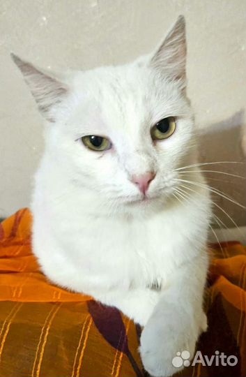 Кошечка Арина