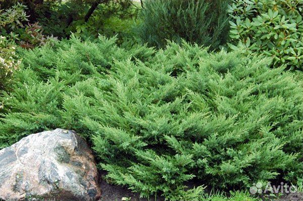 Хвойные растения