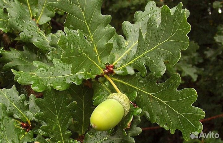 Саженцы красной и черной смородины, липы, дуба