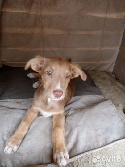 Отдам рыженьких щенков-девочек