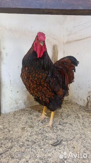 Петух Виандот Золото