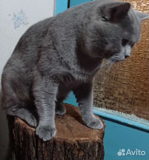 Шотландский кот вязка