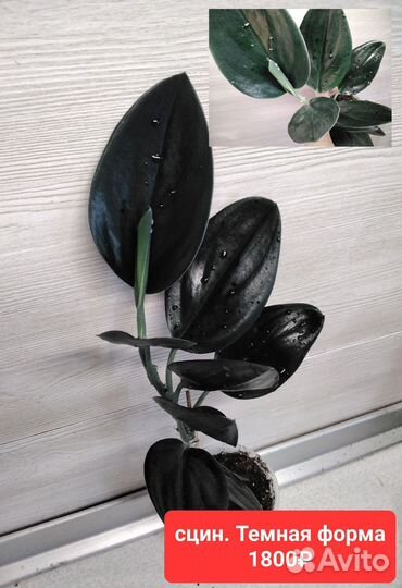 Сциндапсус/эпипремнум