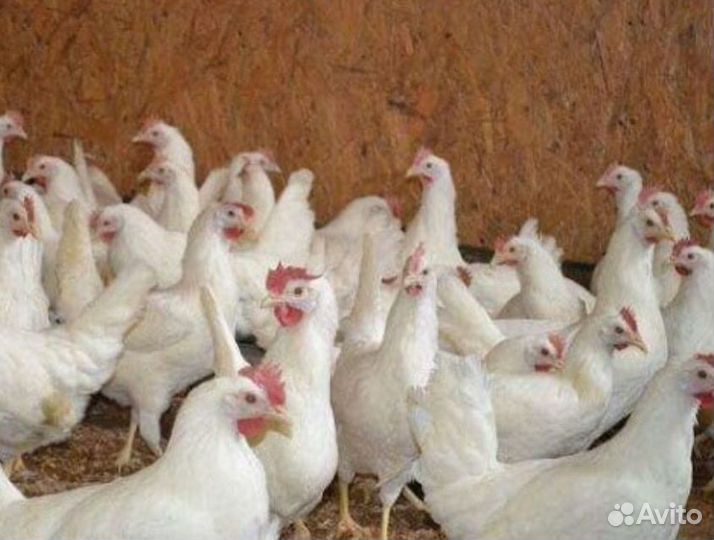 Куры молодки несушки