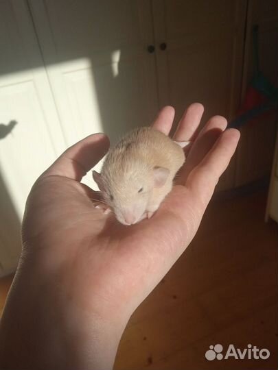 Крысята Фавн Дамбо Рекс и Фавн Дамбо