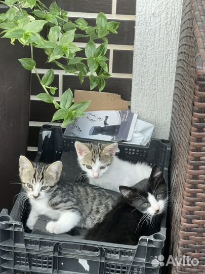 Котята в добрые руки