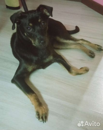 Отдаю в добрые руки