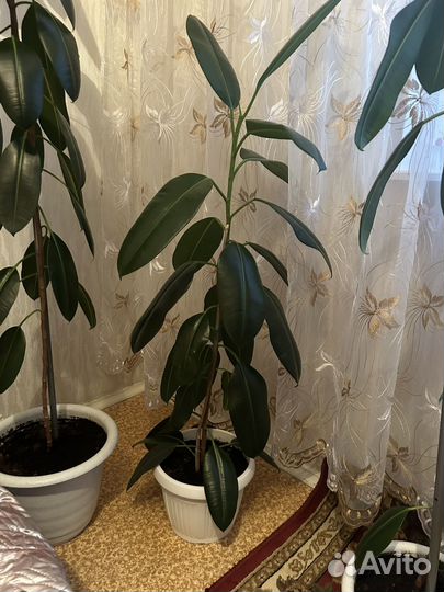 Продаю фикусы