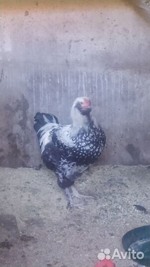 Петухи породистые и смесовые