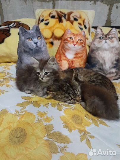 Кошка с котятами