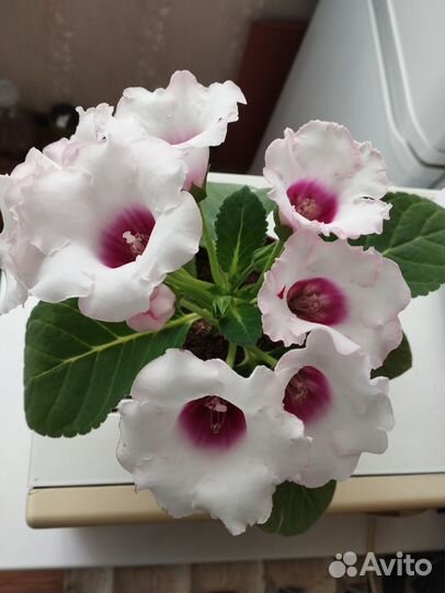 Глоксиния цветущая