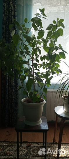 Комнатные цветы