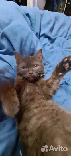 Кошки