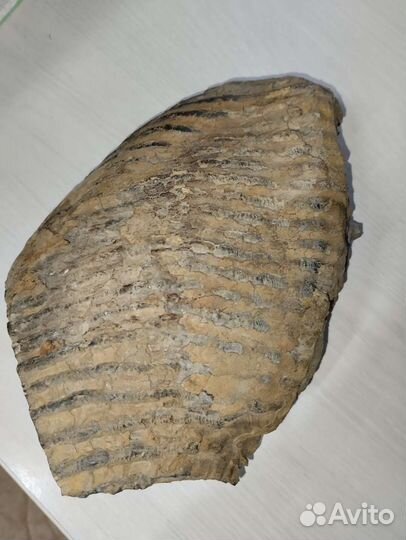 Зуб мамонта