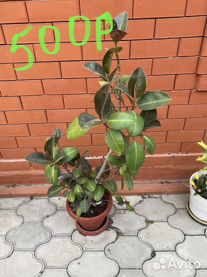 Комнатные растения