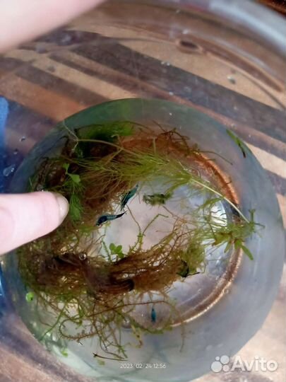 Креветки Блю Дрим, гуппи, анциструсы, хелены