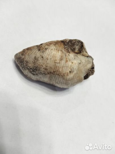 Окаменевшие ракушки