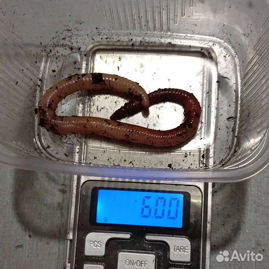 Коконы, малёк червя Дендробена