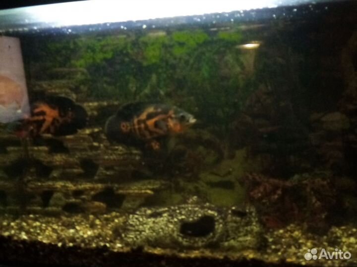 Продать аквариум 300 литров с цихлидами