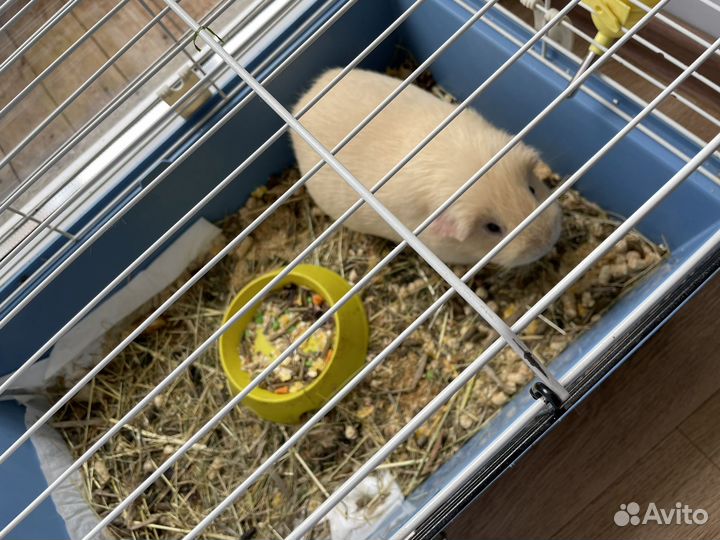 Морская свинка с клеткой