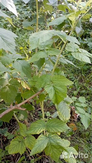 Саженцы Малины