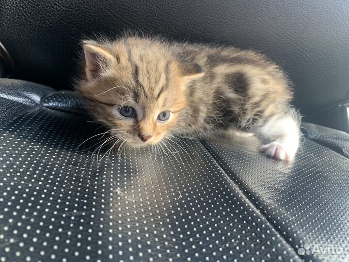 Котята помесь шотландца