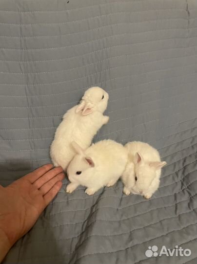 Кролики в аренду белые